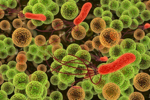 Bacteries-500x334