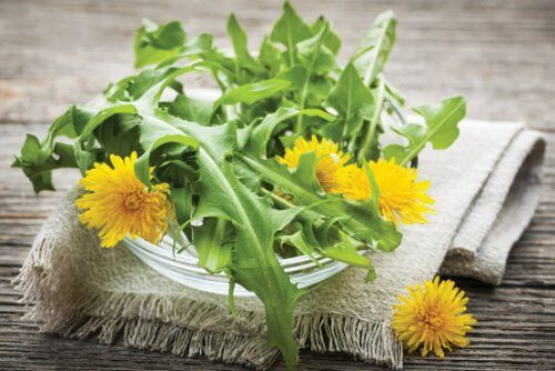 pression-sanguine-pissenlits