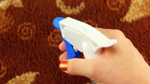 كيف تتخلصين من البراغيث في المنزل؟