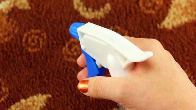 كيف تتخلصين من البراغيث في المنزل؟