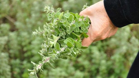 كيف تتخلصين من حب الشباب باستخدام الزعتر الطبيعي؟