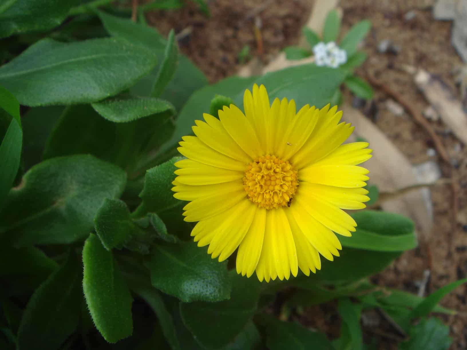 زهرة البكورية زهرة البكورية