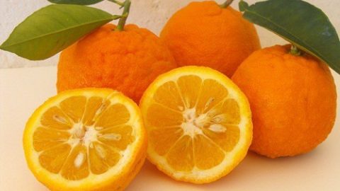 حمية البرتقال للتخلص من الوزن الزائد بطريقة صحية