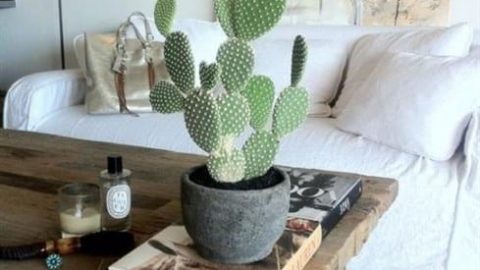 بالصور: أفكار مميزة لاستخدام نباتات الصبار في الديكور الداخلي