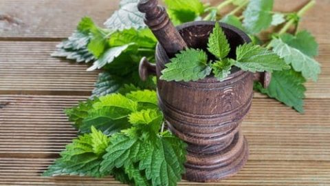 علاج نبات القراص لتنظيم الدورة الشهرية