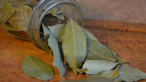 ورق الغار والقرفة للتخلص من الوزن الزائد