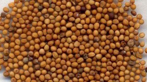 تعرفي على أفضل البذور التي تساعد على التخسيس