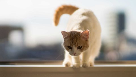 هل تعرفين مخاطر تربية القطط في البيت