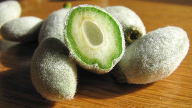 تعرفي على فوائد اللوز الأخضر في حرق الدهون