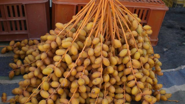 كل ما عليك أن تعرفيه عن فوائد البلح للحوامل