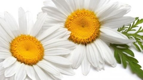 منتجات طبيعية تساعد على معالجة جفاف المهبل