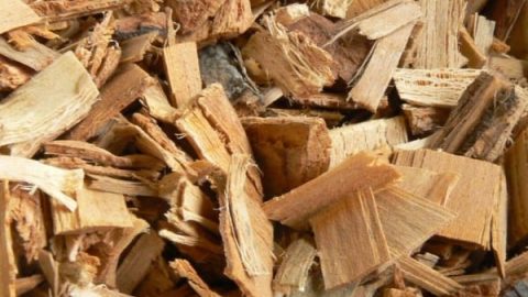 استعملي لحاء الزيزفون لخفض مستويات الكلسترول