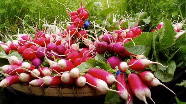 فوائد الفجل الأحمر المذهلة للصحة والبشرة