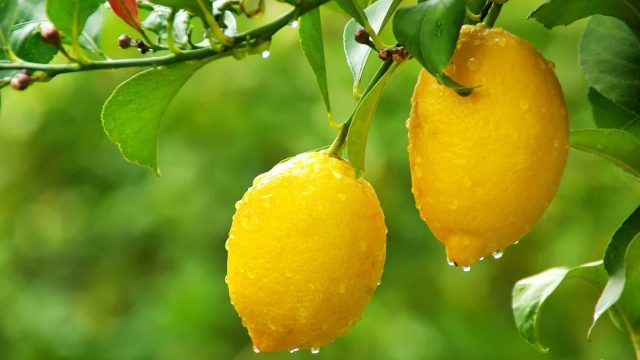 خلطة طبيعية للتخلص من السواد بين الفخذين