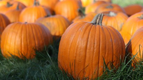 اكتشفي فوائد اليقطين المتميزة