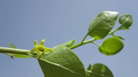 قاومي الرعاش بالنيكوتين النباتي