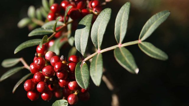 زيت الضرو الحل الأنسب لتجميل وحماية الشعر