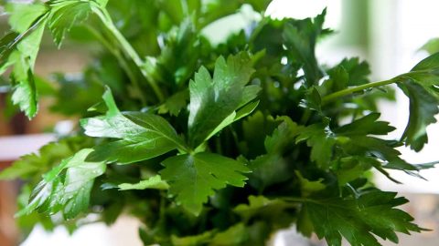 فوائد البقدونس للشعر الجاف