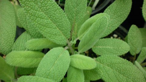 المريمية لمحاربة فرط التعرق