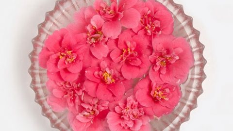 اكتشفي الاستخدامات الجمالية لزيت زهرة الكاميليا