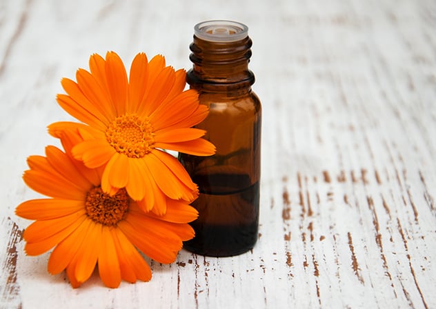 جربي زيت زهرة القطيفة لمحاربة تجاعيد البشرة