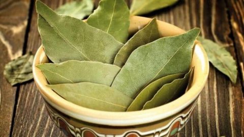 كيف نحضر زيت ورق الغار ونستفيد من فوائده الصحية؟