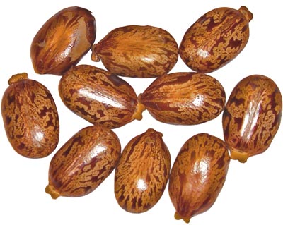 huile-ricin-extrait-des-graines