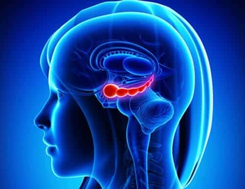 noix-cerveau-500x385