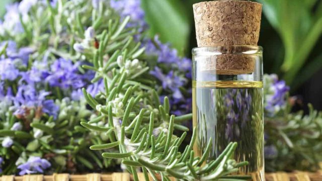 الروزمري لتحضير مزيل الرائحة الخاص بك