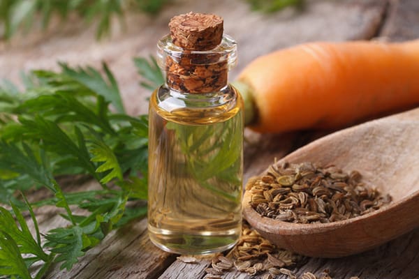 زيت بذور الجزر