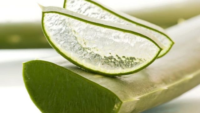 وصفات متنوعة لاستخدامات متعددة للألوة فيرا على الشعر