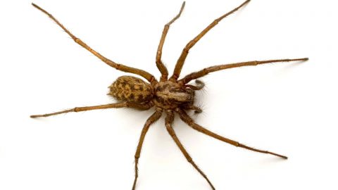 عناكب وقبور هي أحدث تقنيات العلاج النفسي