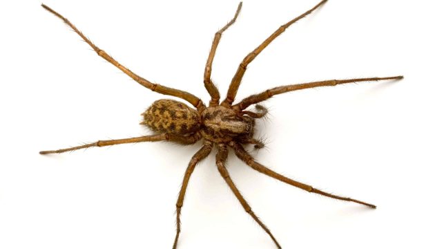 عناكب وقبور هي أحدث تقنيات العلاج النفسي