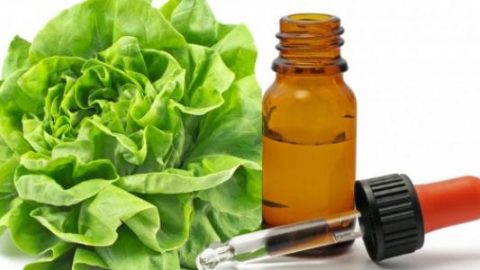 فوائد زيت الخس للشعر