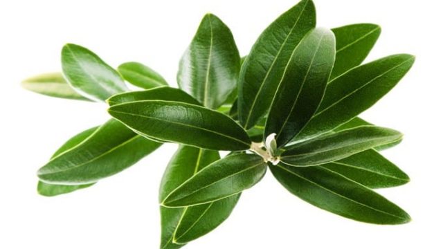 تعرفي على فوائد أوراق شجرة الزيتون الصحية