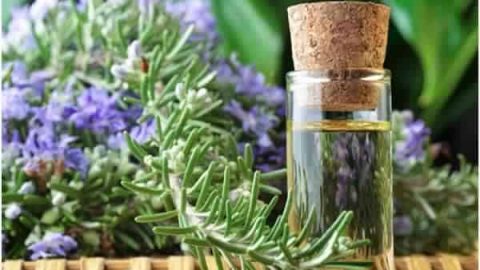 فوائد إكليل الجبل على الشعر