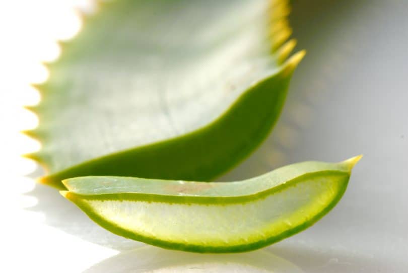 Aloe-vera-6-810x542