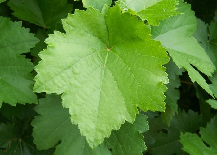 أوراق العنب