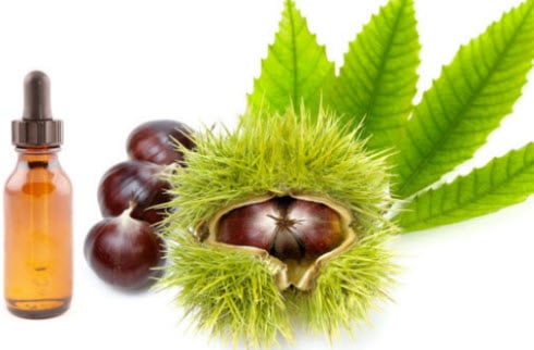 كستناء الحصان