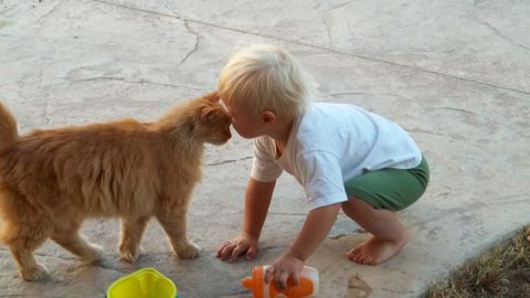 هل تعرفين قيمة الحيوانات الأليفة في تربية الأطفال؟