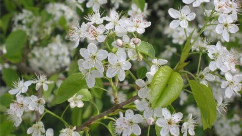 جربي وصفات المحلب للعناية بالشعر