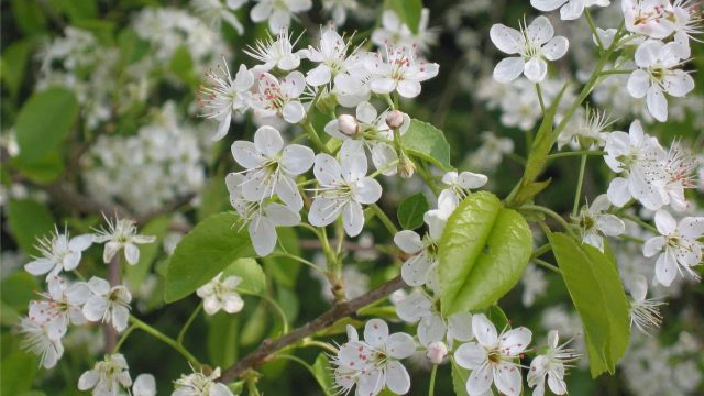 جربي وصفات المحلب للعناية بالشعر