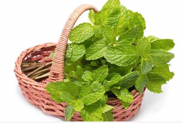 mint