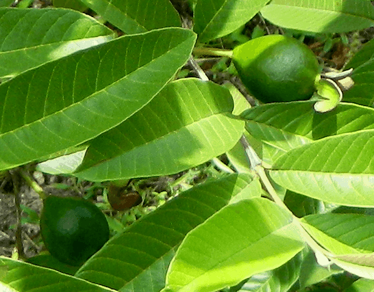 فوائد-ورق-الجوافة