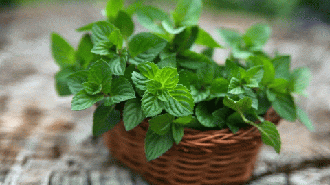 الجرجير: حلك السحري للعناية الكاملة بالشعر