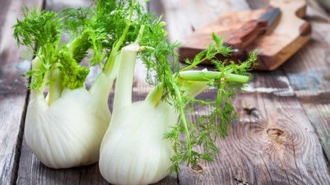 الشمر: علاج تقليدي لأمراص الكبد والكلى