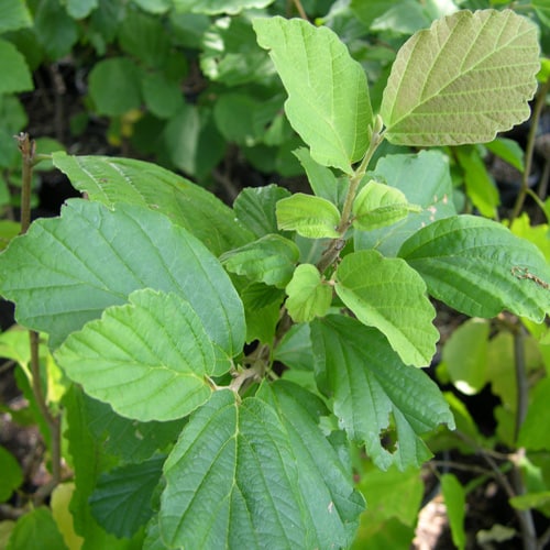 bare-root-witch-hazel-hamamelis-virginiana-3
