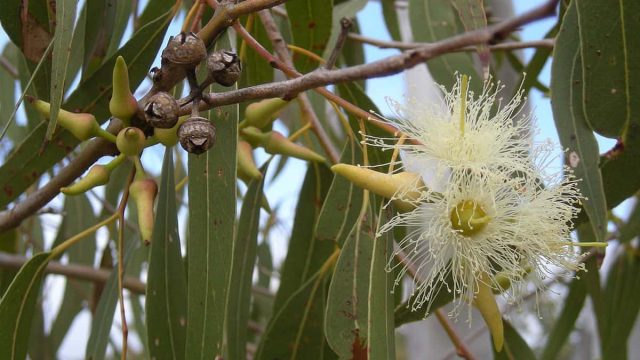 تعرفي إلى أهم الاستخدامات الجمالية لزيت الأوكاليبتوس