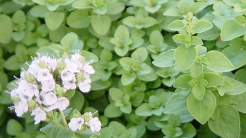 هذه هي فوائد البردقوش للتنحيف.. اكتشفيها