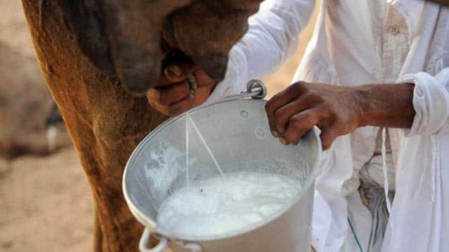 تعرفي على فوائد حليب الناقة للبشرة والجسم